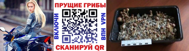 это наркотические препараты  Пушкино  Галлюциногенные грибы Cubensis 